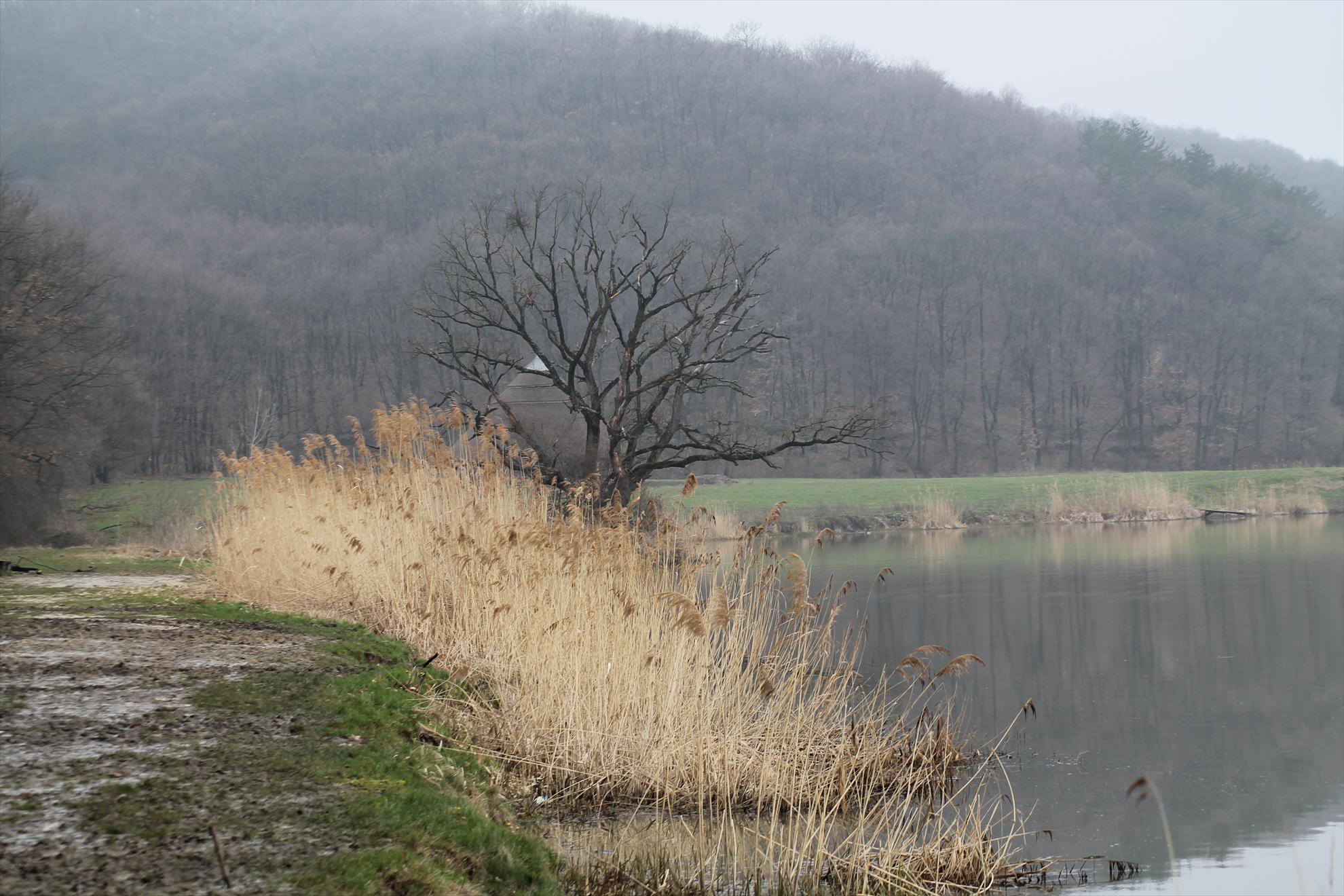 Peisaje... - harsany-aprilie2013-1851.JPG